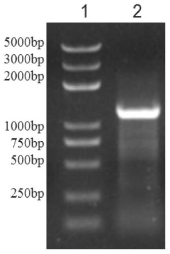 An endo-β-1,3-glucanase coding gene, enzyme, preparation method and application thereof