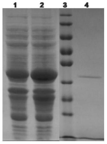 An endo-β-1,3-glucanase coding gene, enzyme, preparation method and application thereof