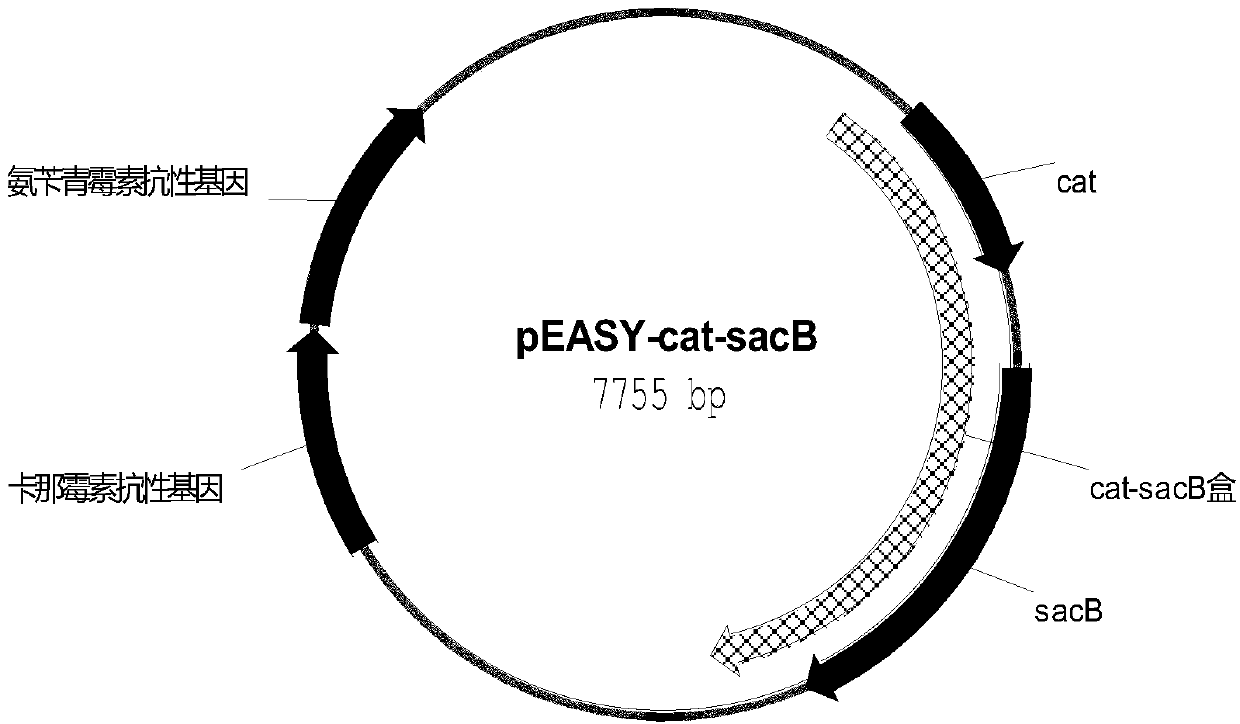 Escherichia coli recombinant bacterial strain for producing 3-dehydroshikimic acid as well as establishment method and application thereof