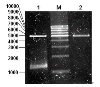 Lywallzyme of phage of staphylococcus aureus as well as preparation method and application thereof