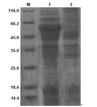 Lywallzyme of phage of staphylococcus aureus as well as preparation method and application thereof