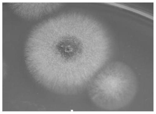 A kind of pathogenic fungi used for biological control of cockroaches