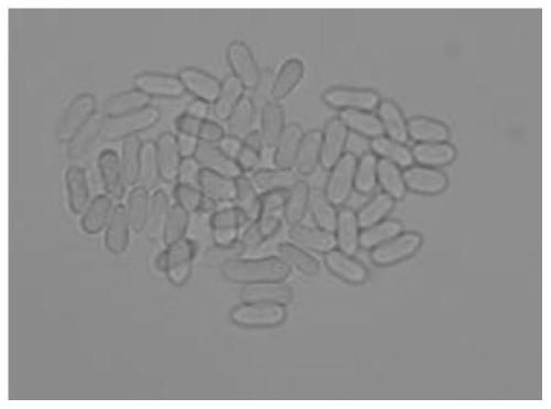 A kind of pathogenic fungi used for biological control of cockroaches