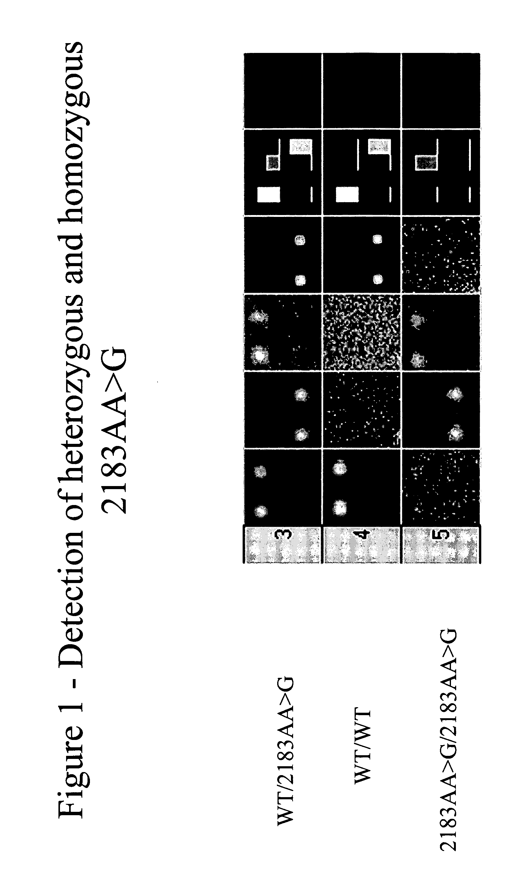 Methods and compositions for determining whether a subject carries a cystic fibrosis transmembrane conductance regulator (CFTR) gene mutation