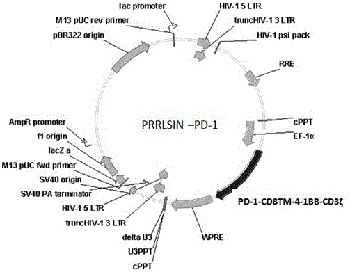 PD-1 CAR-T cell as well as preparation method and application thereof