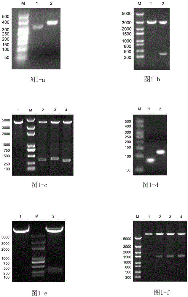 A site-specific integration vector that can remove random integration and its construction method and application