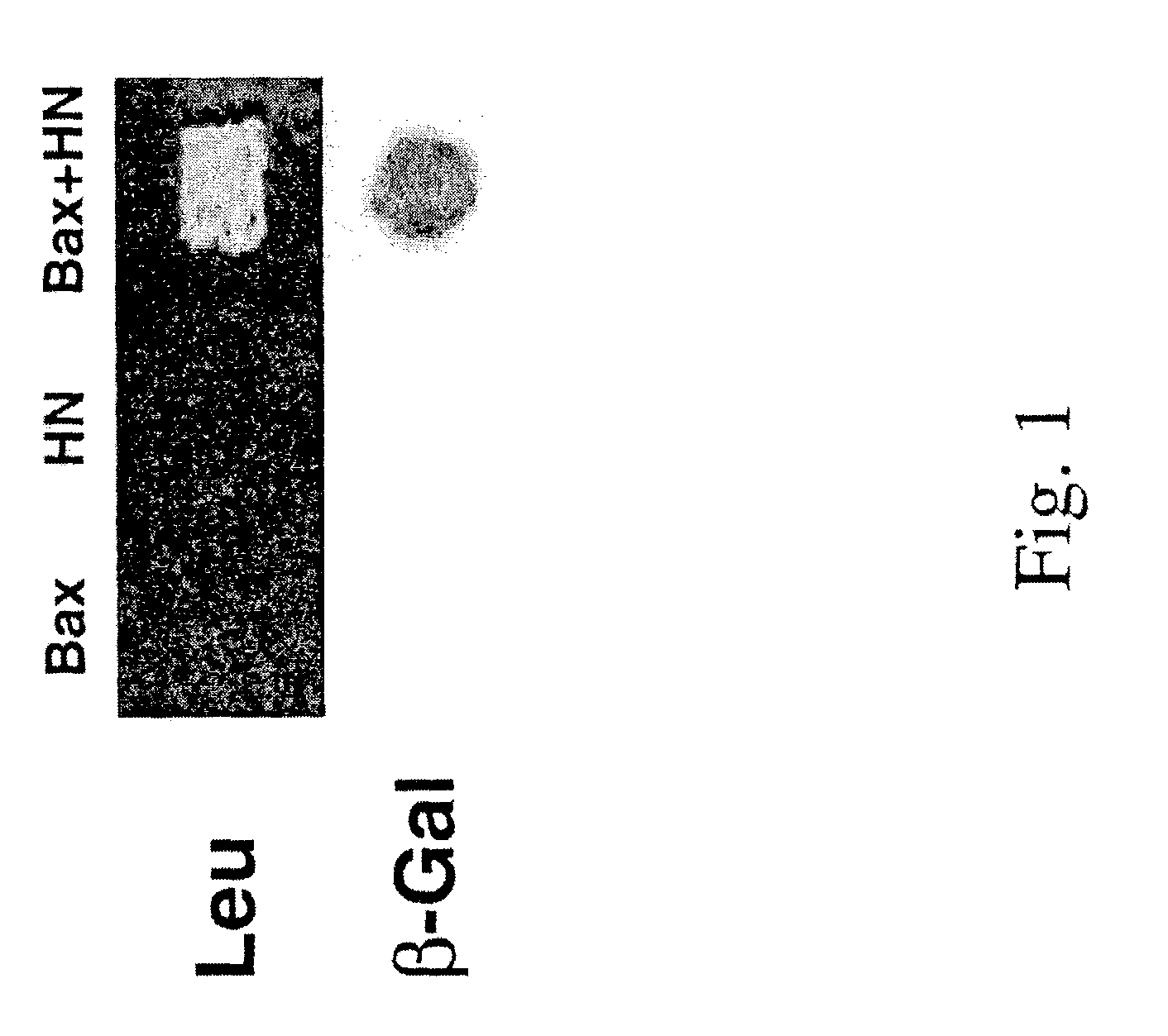 Methods for identifying modulators of apoptosis