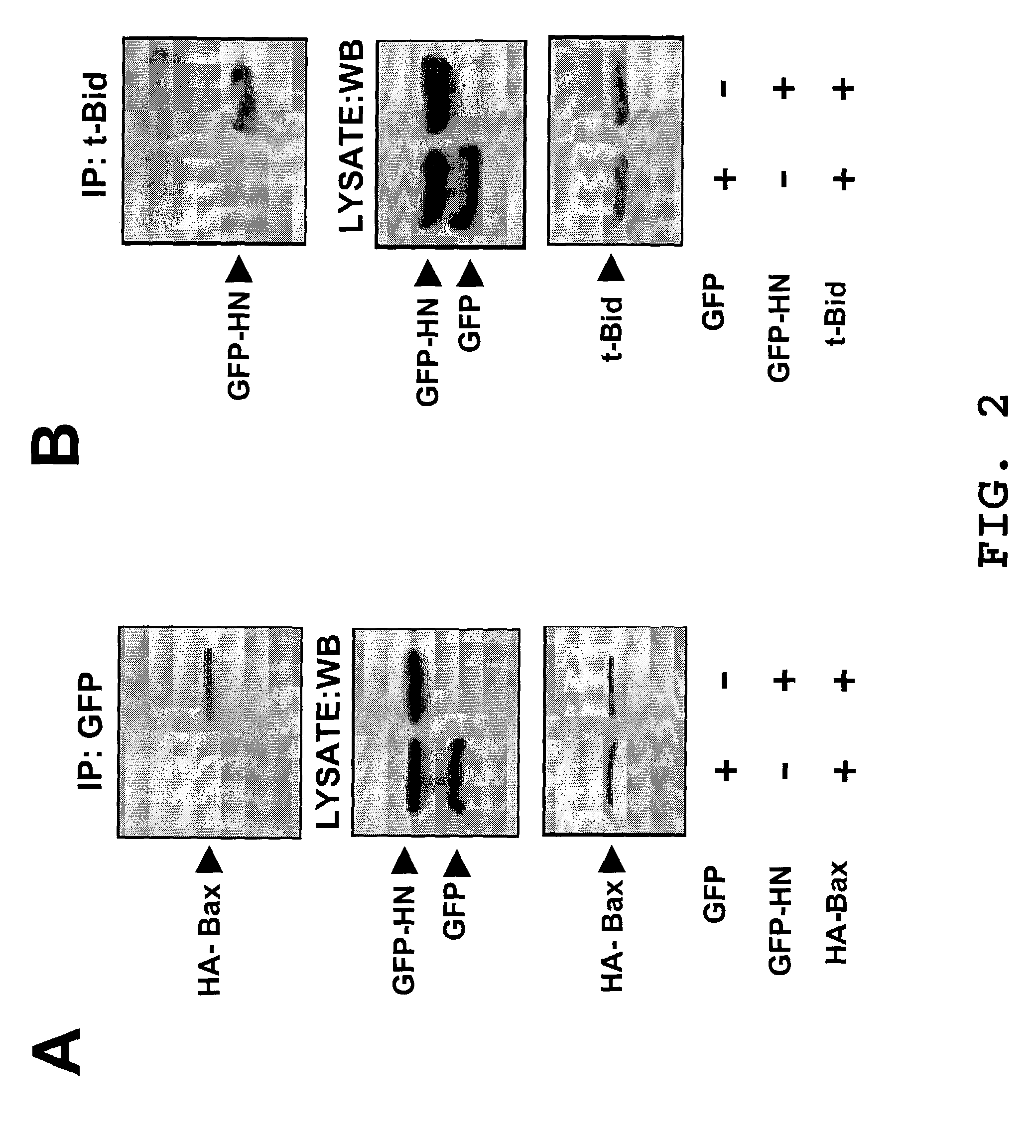 Methods for identifying modulators of apoptosis