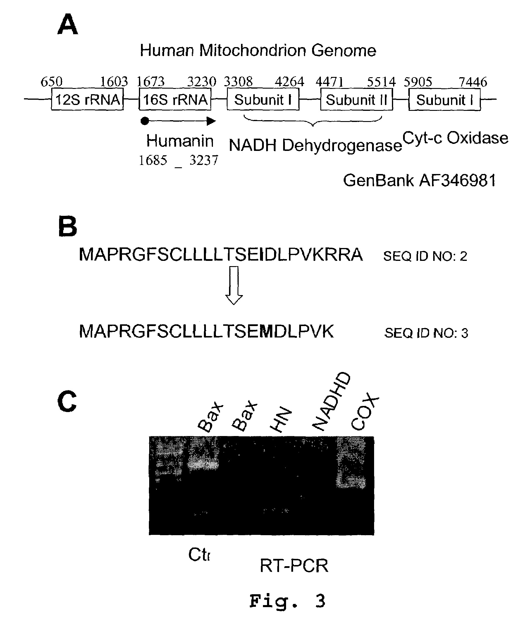 Methods for identifying modulators of apoptosis