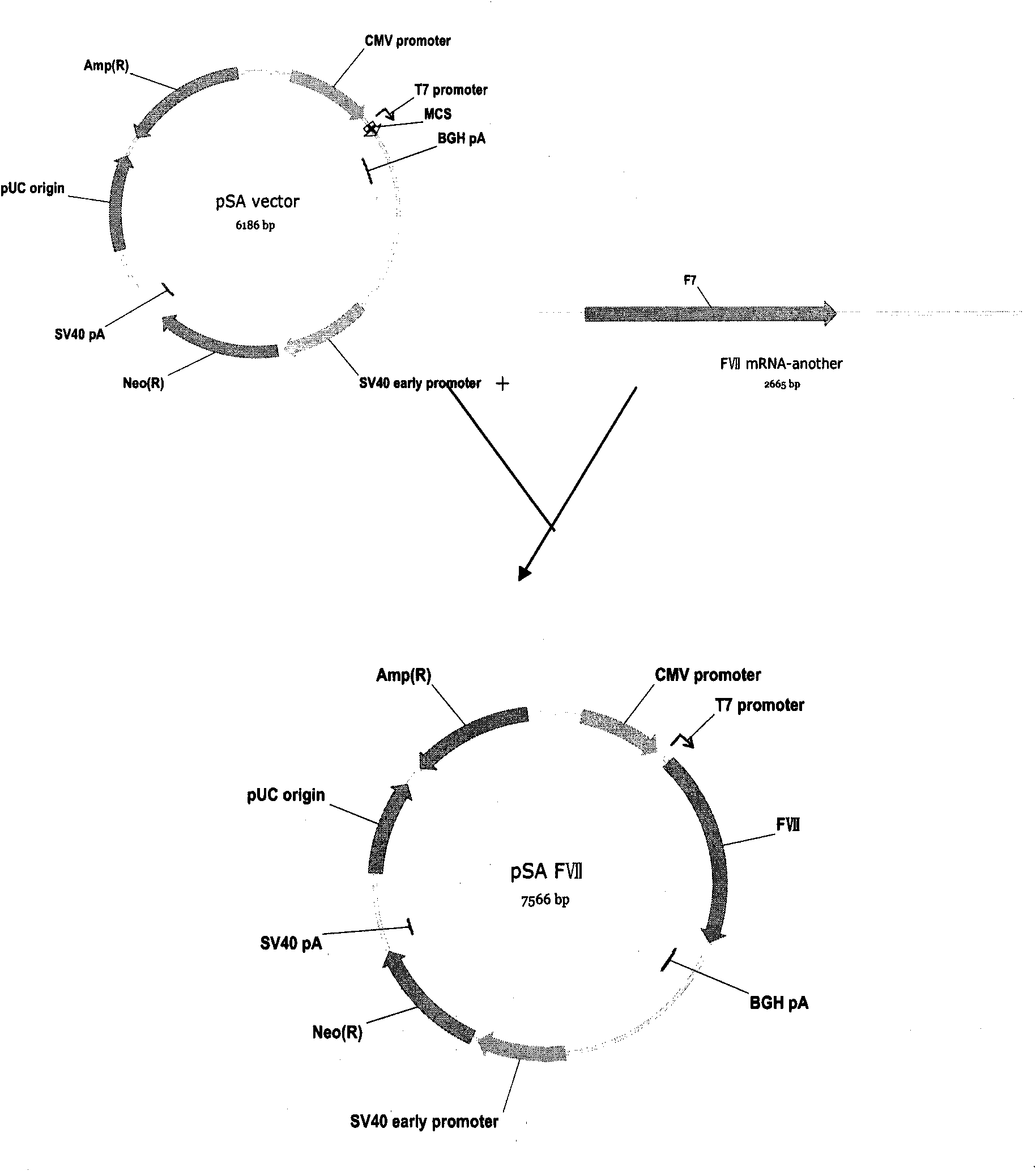 Method for expressing and producing recombinant human blood coagulation factors VII in animal cells