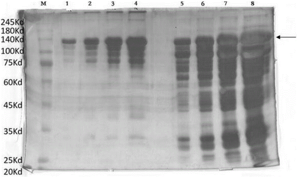 Fermentation method and fermentation medium for recombinant human III type collagen engineering bacteria