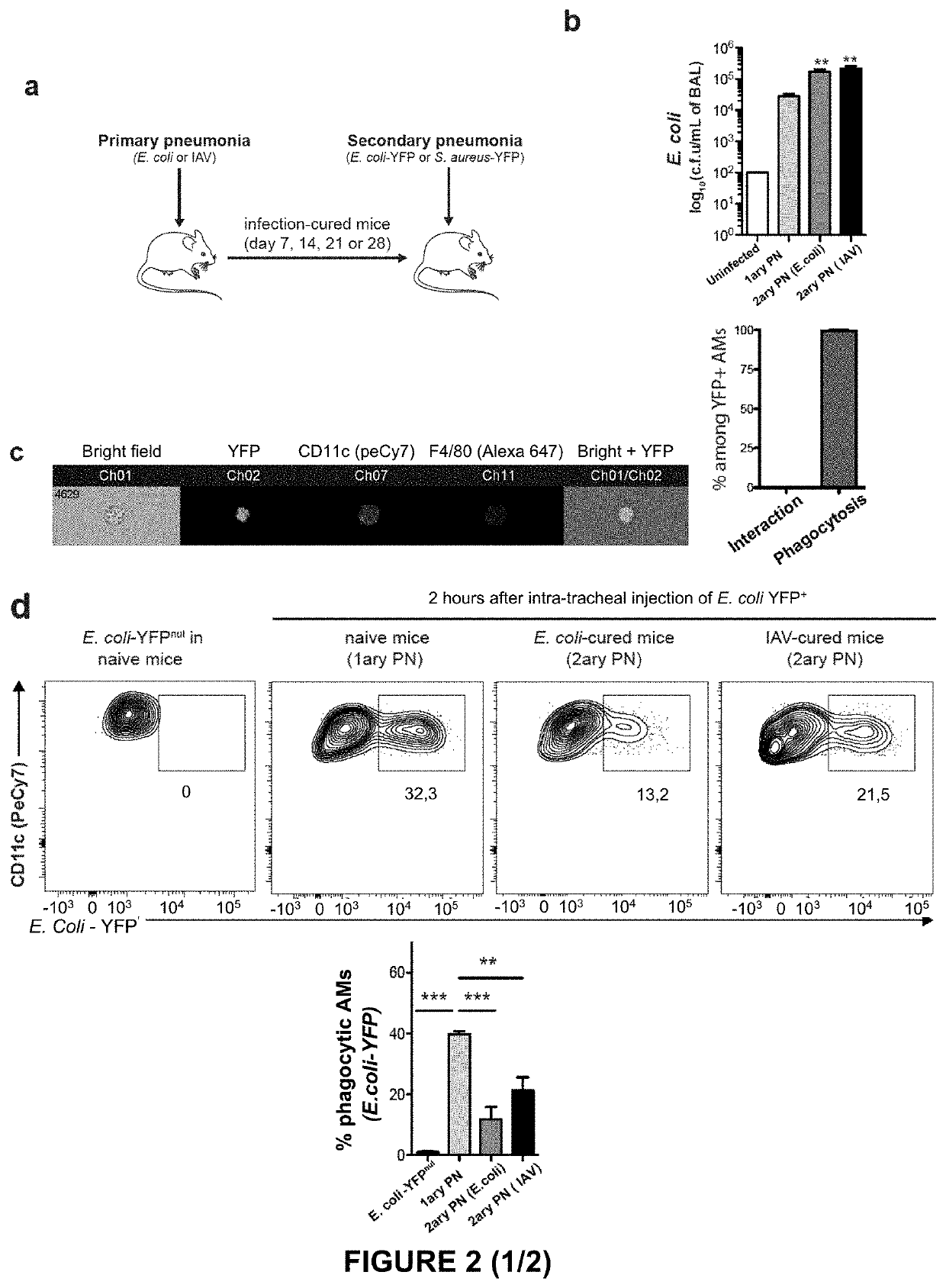 Inhibitor of surface protein (sp-d) / sirpa / shp2 pathway for use in the prevention and/or treatment of secondary infection