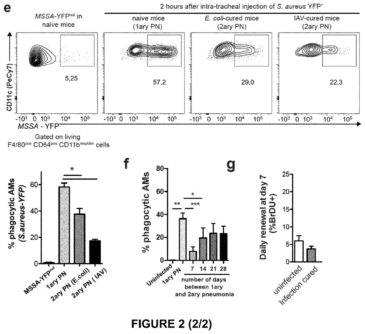 Inhibitor of surface protein (sp-d) / sirpa / shp2 pathway for use in the prevention and/or treatment of secondary infection