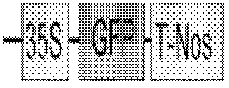 Soybean growth period E1 gene and encoding protein of soybean growth period E1 gene