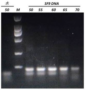 Primer, kit and detection method used for detecting insect cell DNA residues