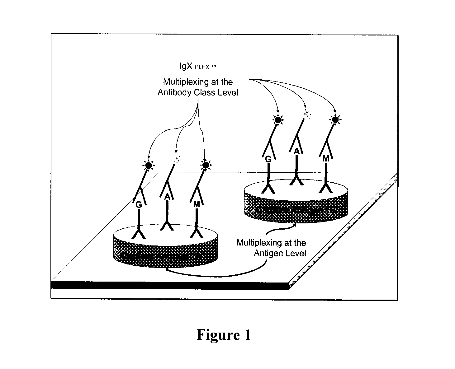 Multiplex measure of isotype antigen response