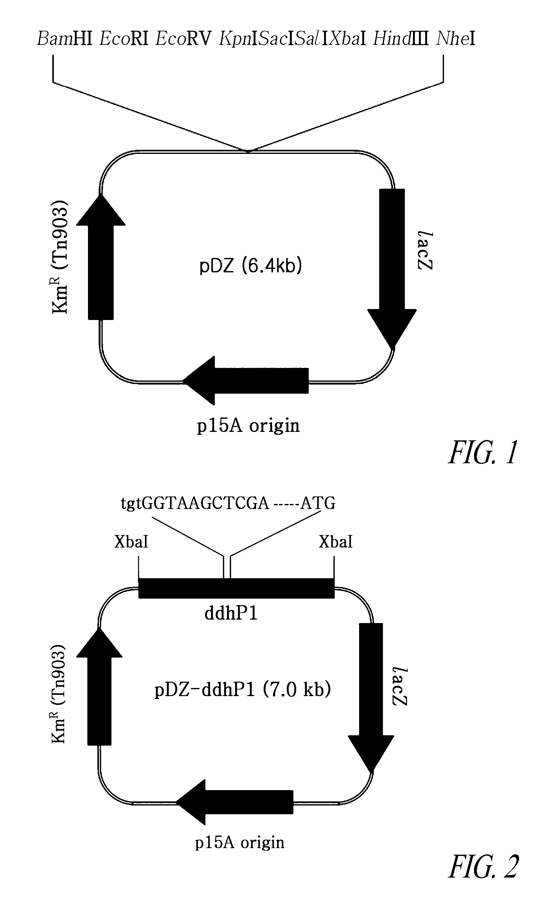 Promoter, and a production method for l-lysine using the same