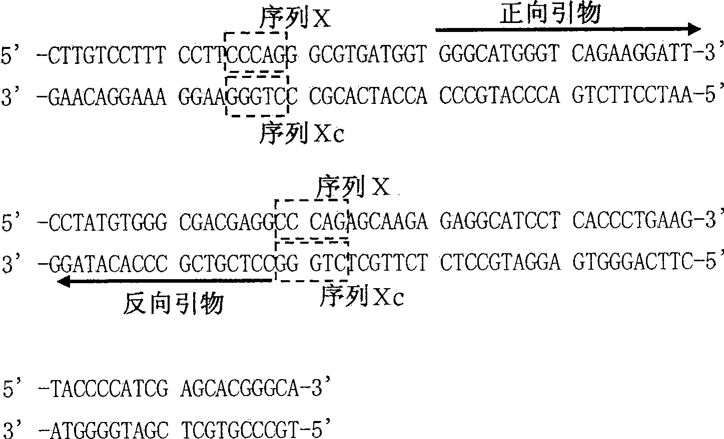 Nucleic acid amplification method