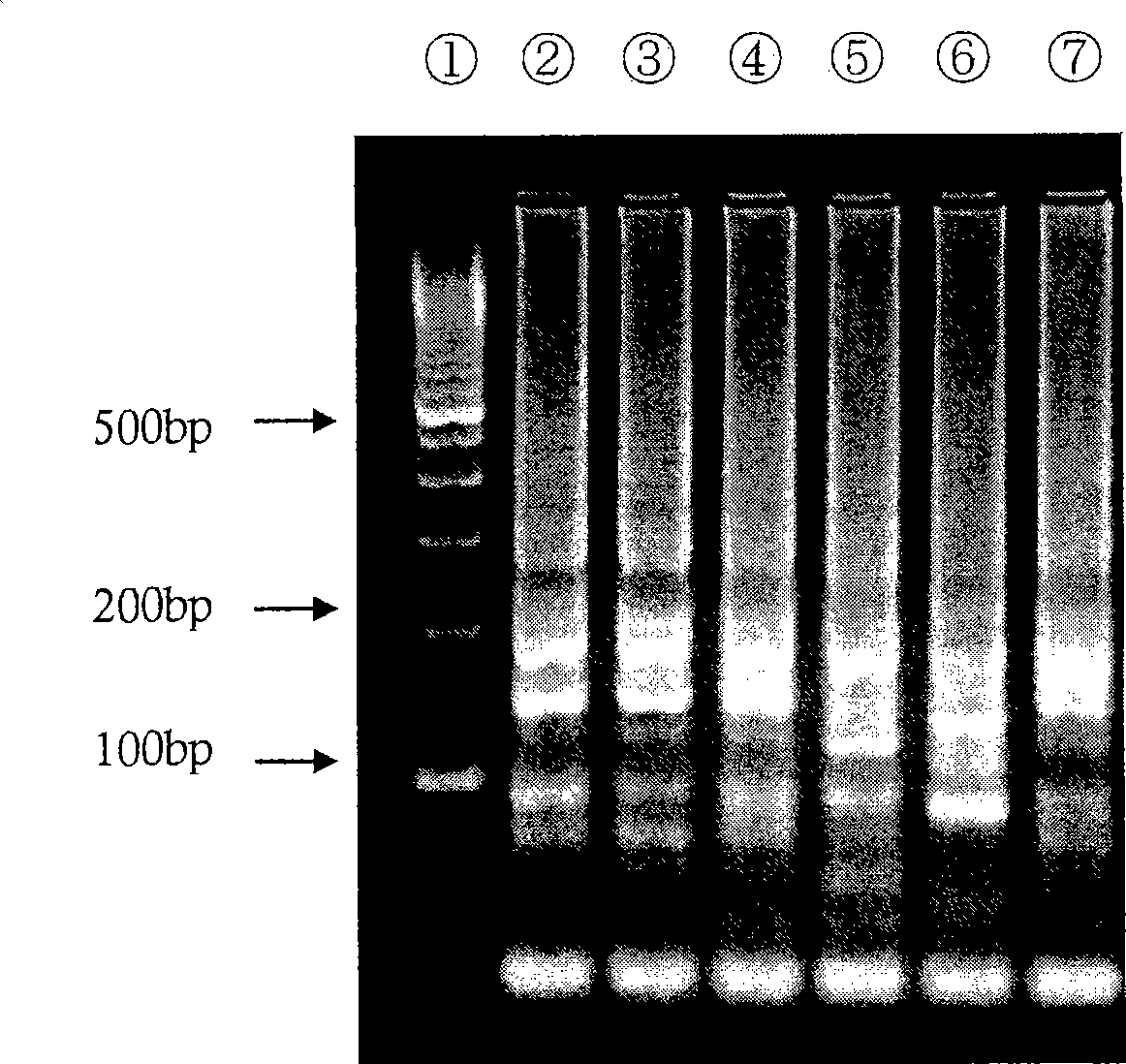 Nucleic acid amplification method