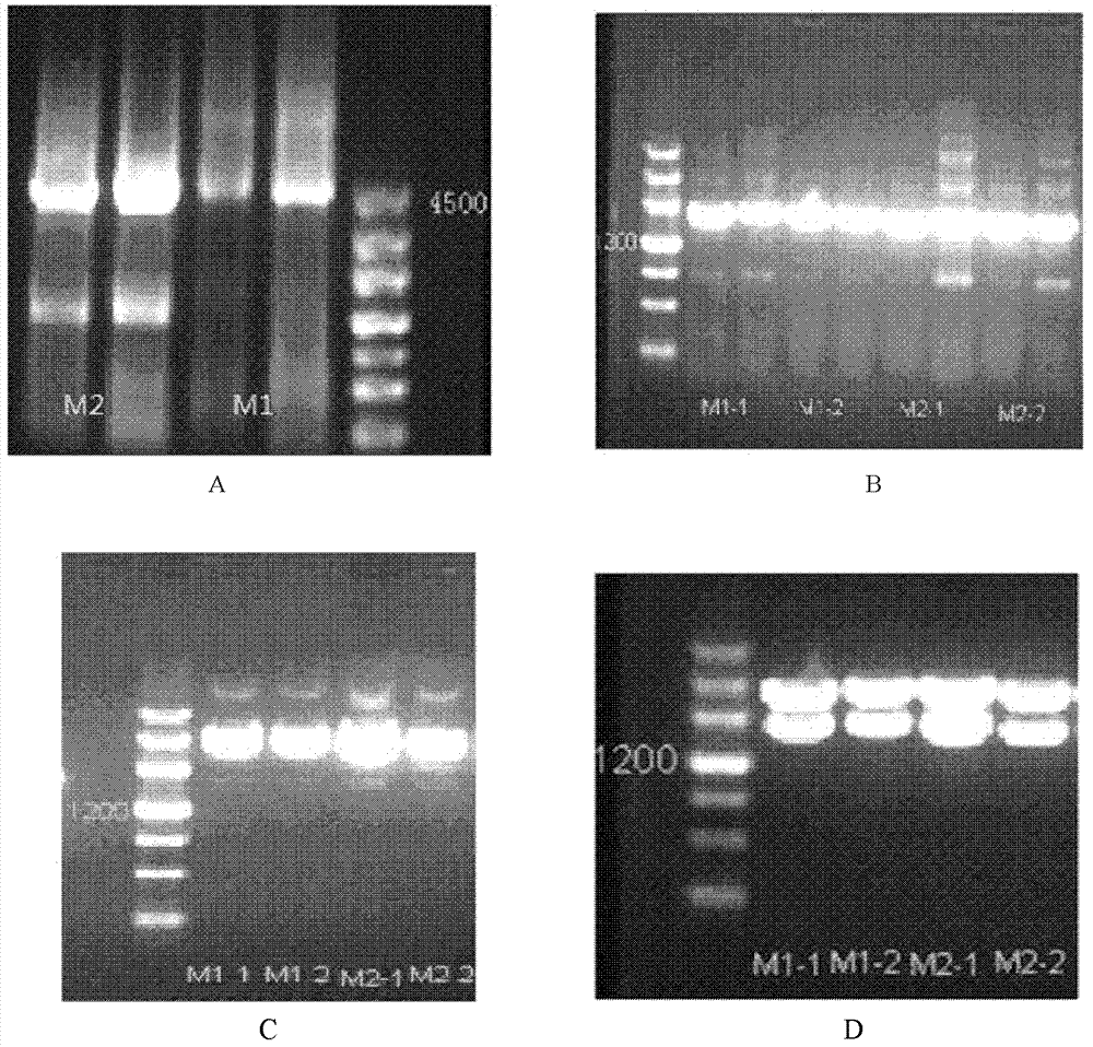 Construction and applications of cell model expressing human organic cation transporter-1