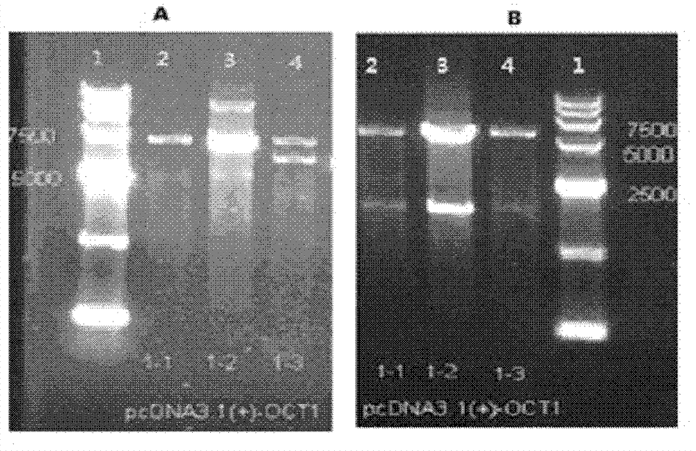 Construction and applications of cell model expressing human organic cation transporter-1