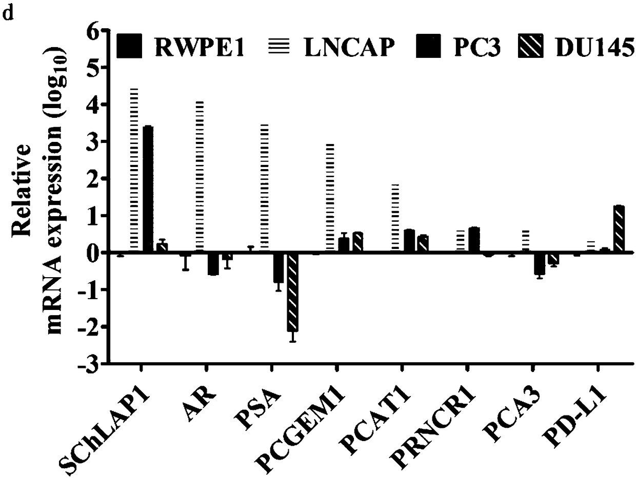 EpCAM/PSMA dual-antibody-based functionalized micro-fluidic chip as well as preparation method and application thereof