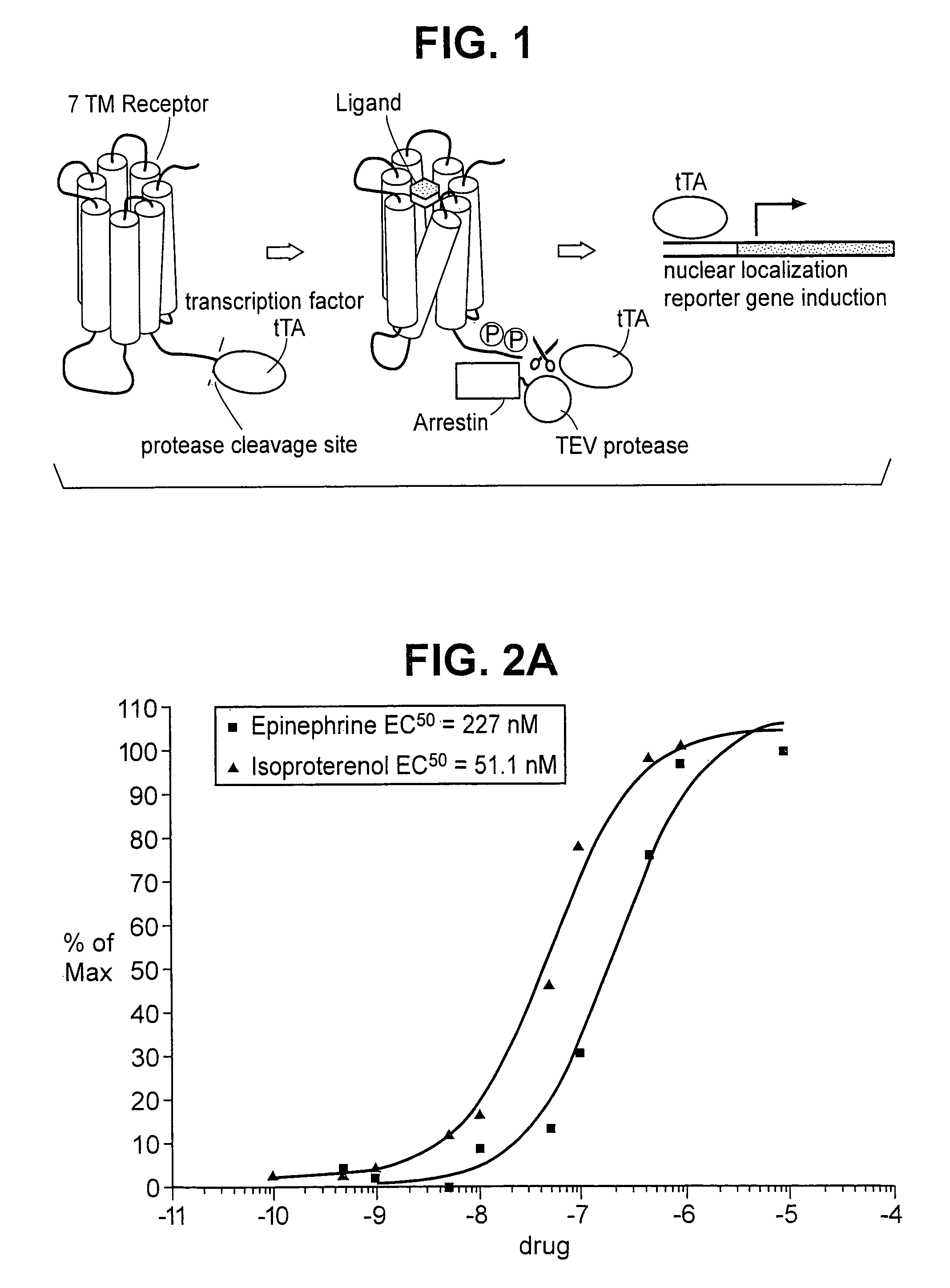 Method for assaying protein—protein interaction