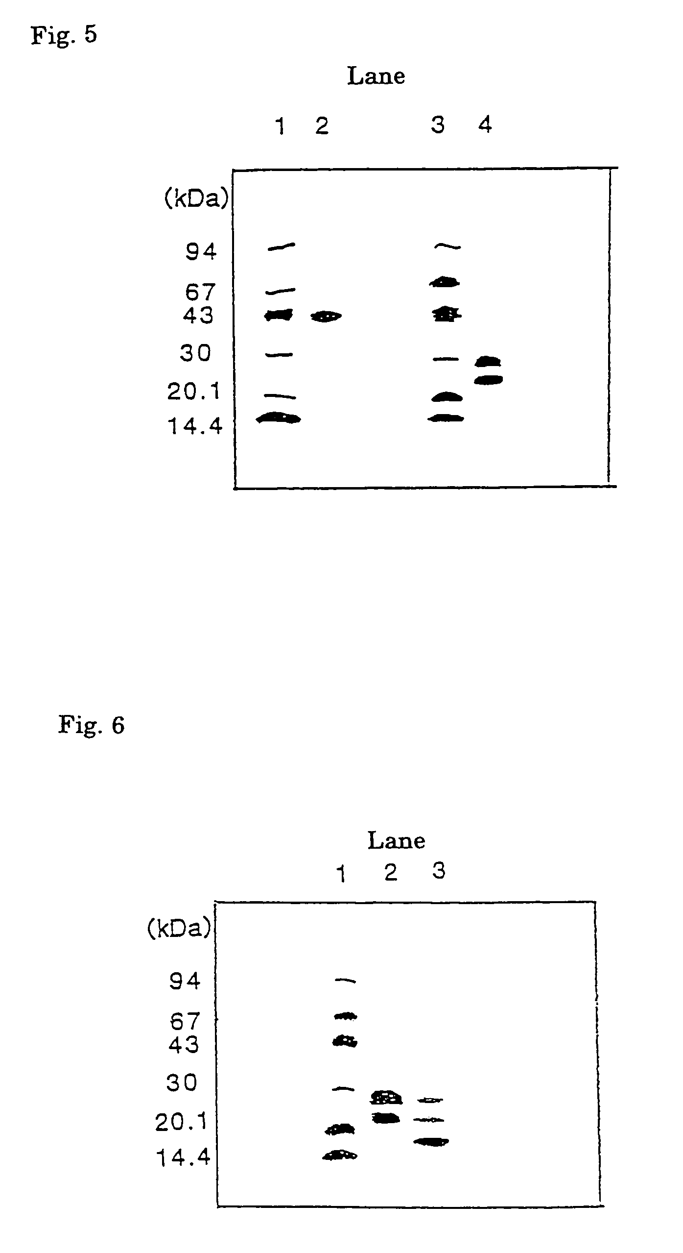 Protein and processes for producing the same