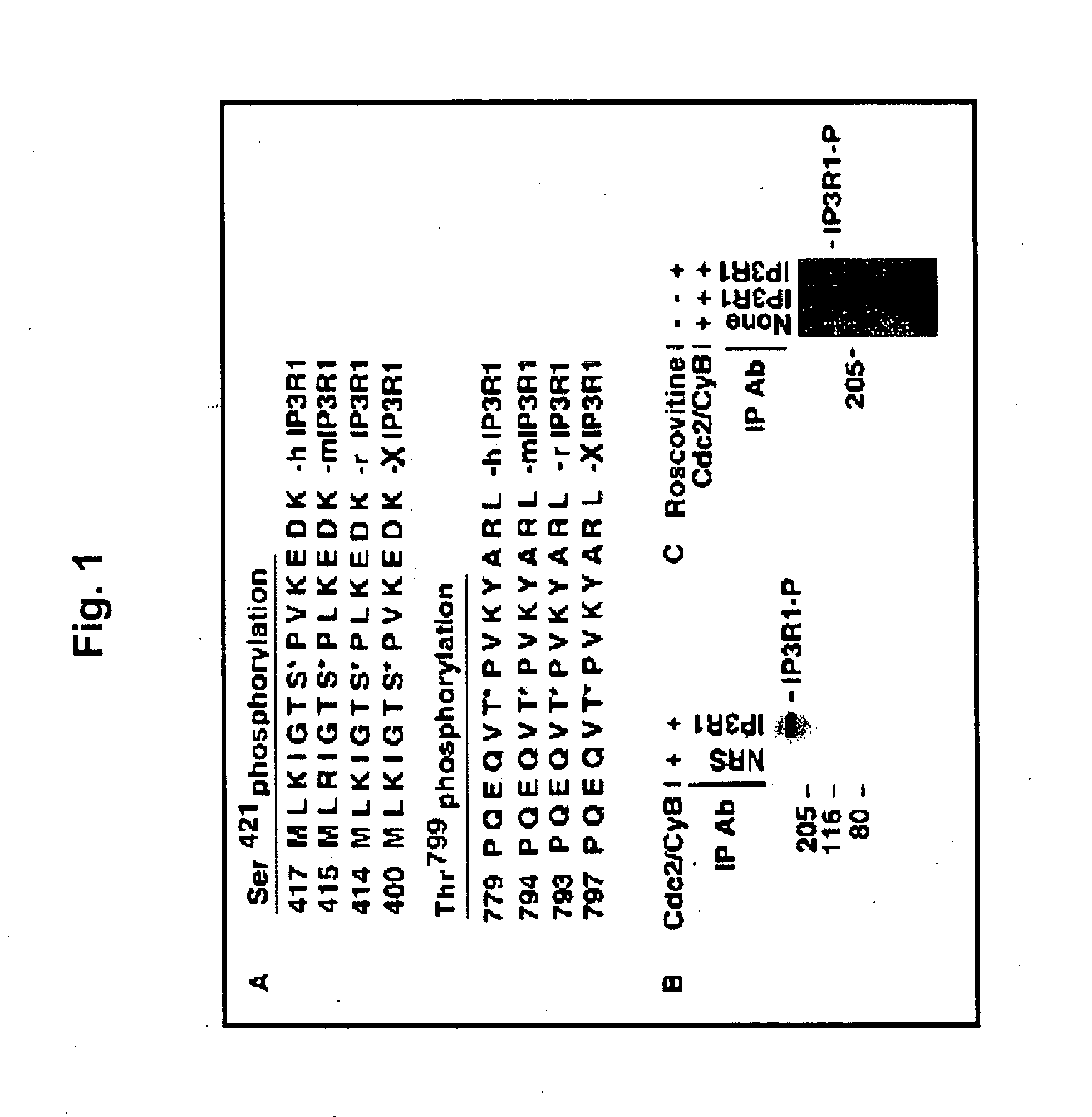 Inositol 1, 4, 5-triphosphate receptor (type 1), phosphorylation and modulation by CDC2