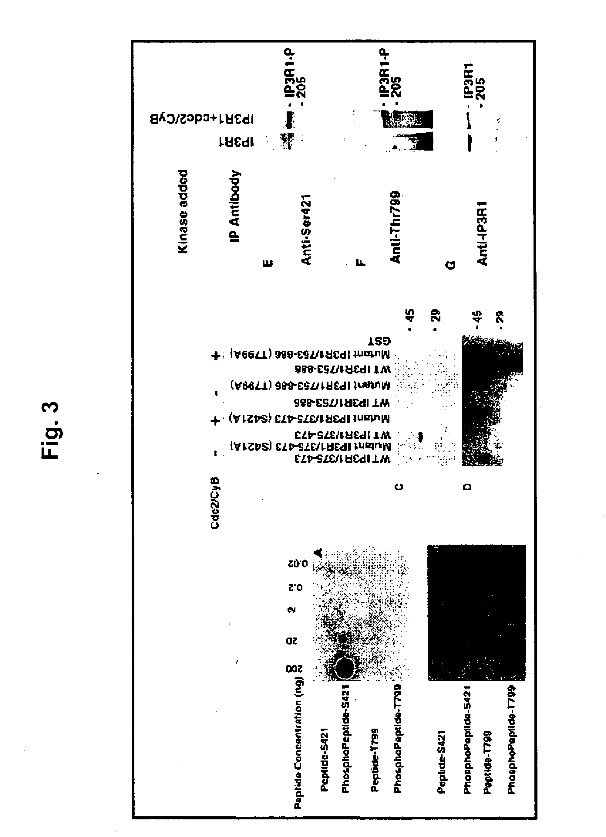 Inositol 1, 4, 5-triphosphate receptor (type 1), phosphorylation and modulation by CDC2