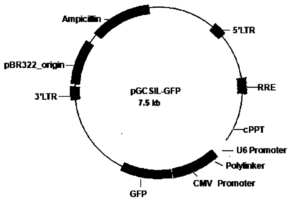 Applications of CIZI gene and relevant medicines