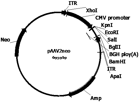 Recombinant adeno-associated viruses carrying designed SMN1 gene expression cassettes and application