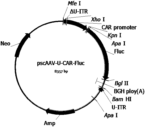 Recombinant adeno-associated viruses carrying designed SMN1 gene expression cassettes and application