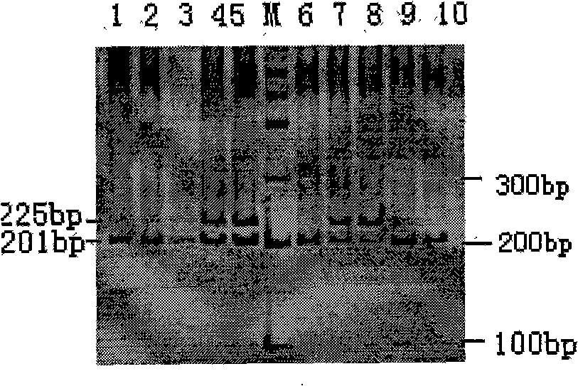 PCR-RFLP detection method for complex vertebral malformation of milk cow and crossbred cattle