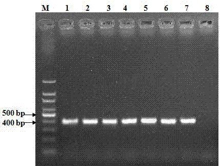 PCR amplification primer for rapid detection of bovine infectious rhinotracheitis virus and applications thereof