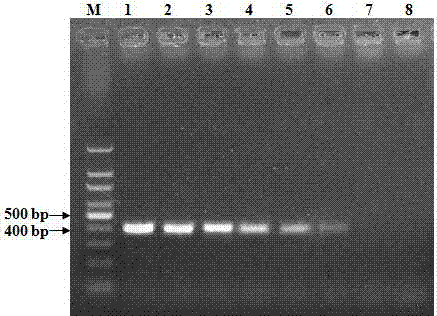 PCR amplification primer for rapid detection of bovine infectious rhinotracheitis virus and applications thereof