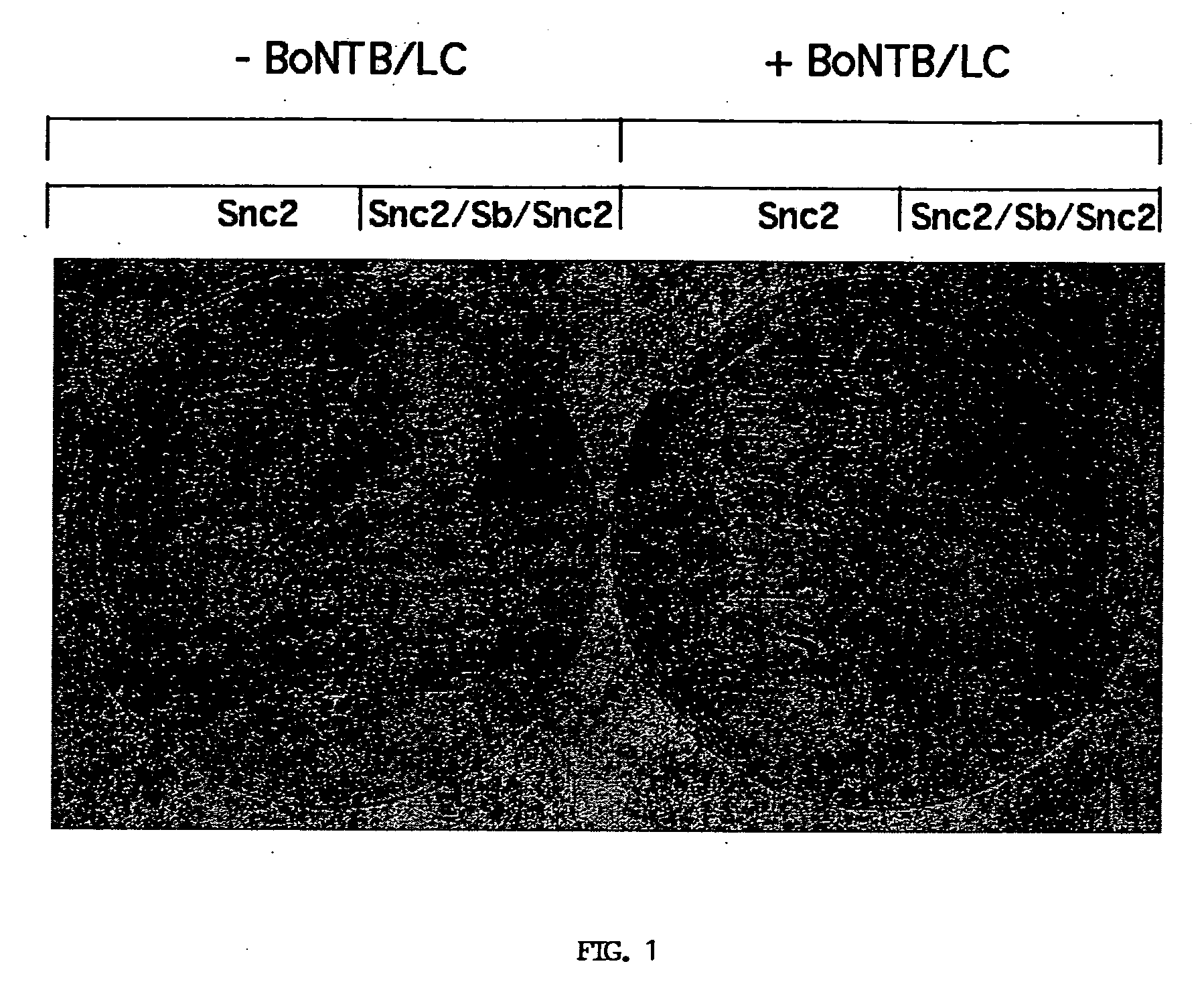 Cell-based assay for identifying peptidase inhibitors