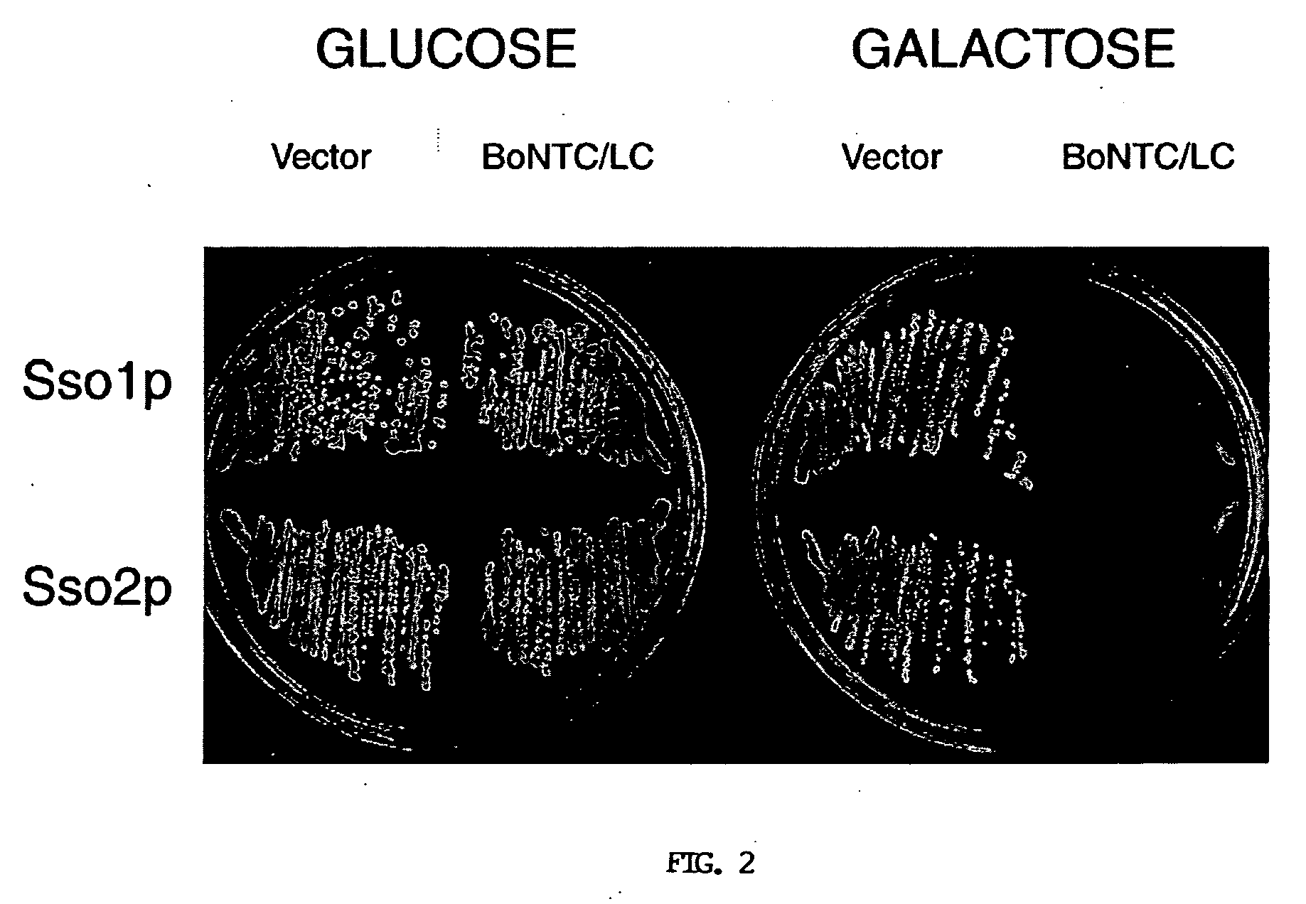 Cell-based assay for identifying peptidase inhibitors