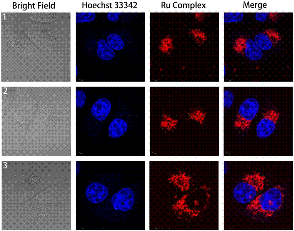 Dinuclear ruthenium complexes with different alkyl chain lengths as lysosomal probes in cells