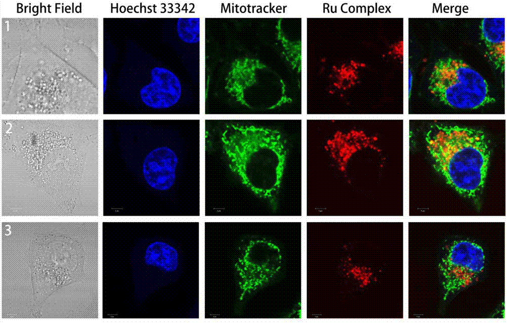 Dinuclear ruthenium complexes with different alkyl chain lengths as lysosomal probes in cells