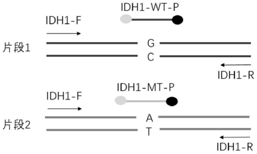 Novel method for detecting and quantifying mononucleotide variation