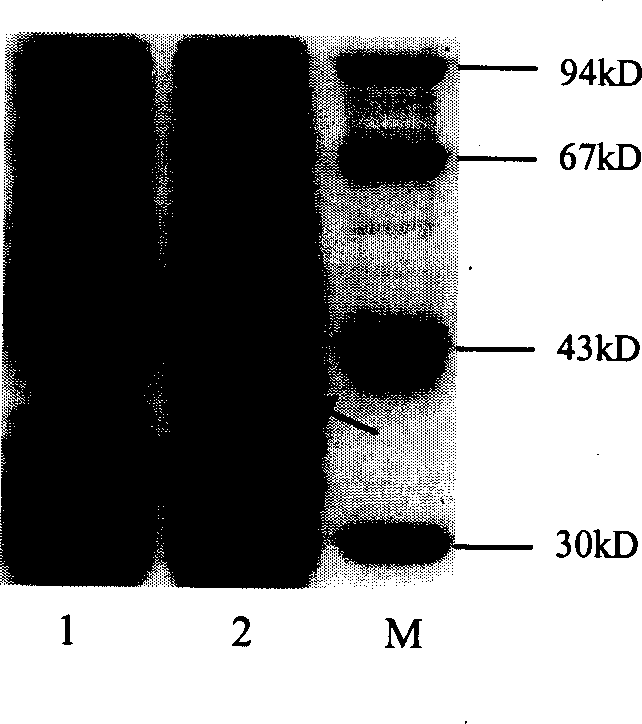 Gamma-tocopherol tranferase, gene and use thereof