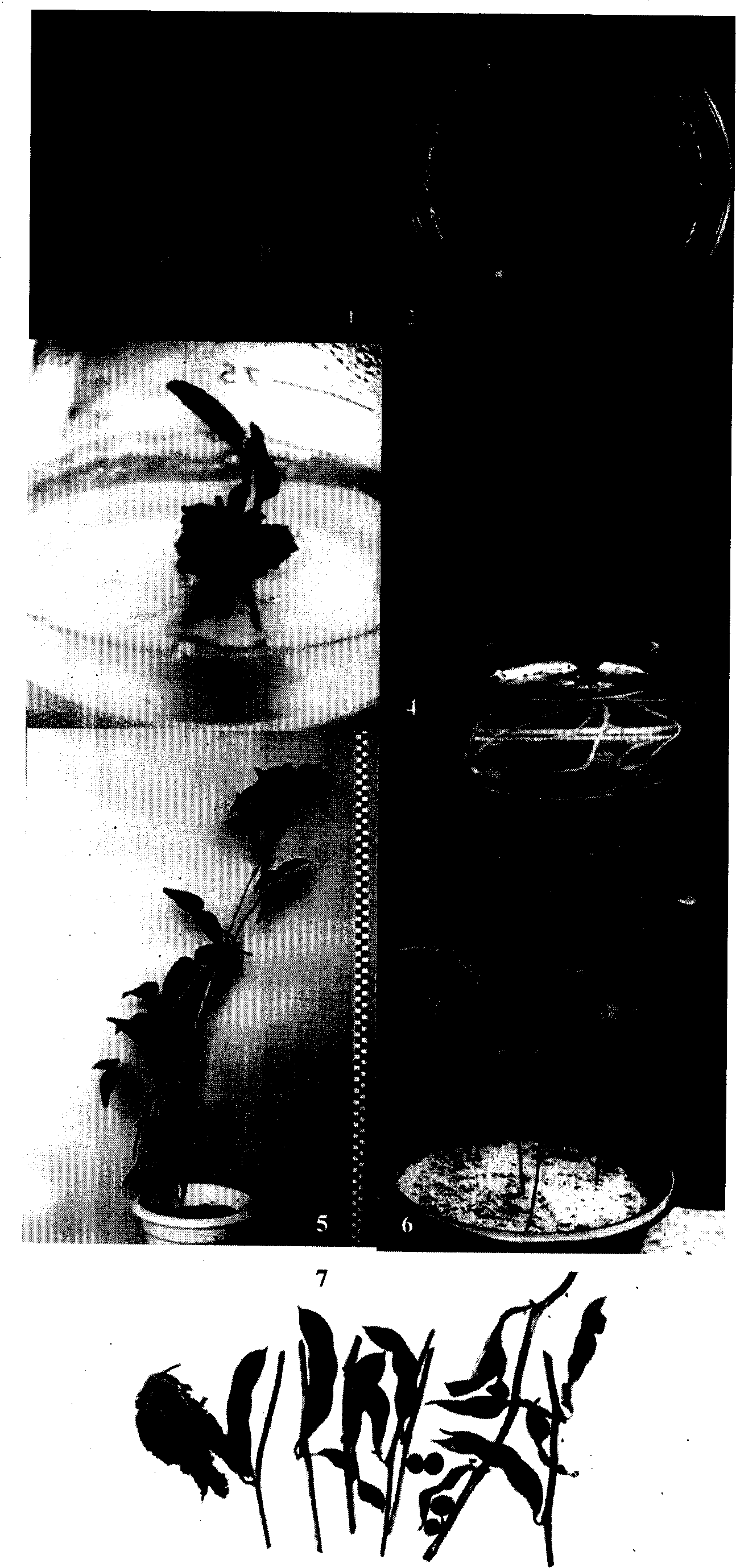 Gamma-tocopherol tranferase, gene and use thereof