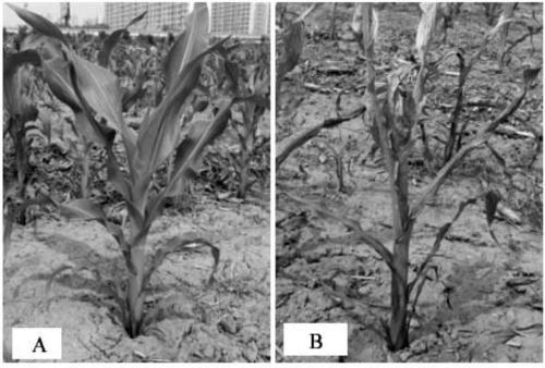 Insect and herbicide resistant maize transformation event