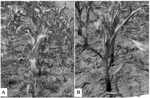 Insect and herbicide resistant maize transformation event