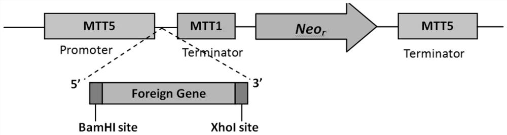 Method for expressing duck-derived avian influenza virus ns1 protein and application of the method