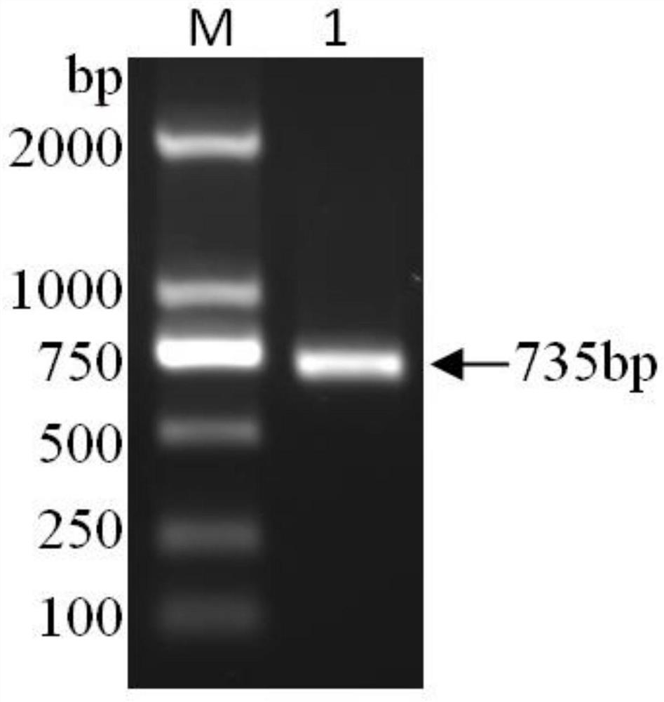 Method for expressing duck-derived avian influenza virus ns1 protein and application of the method