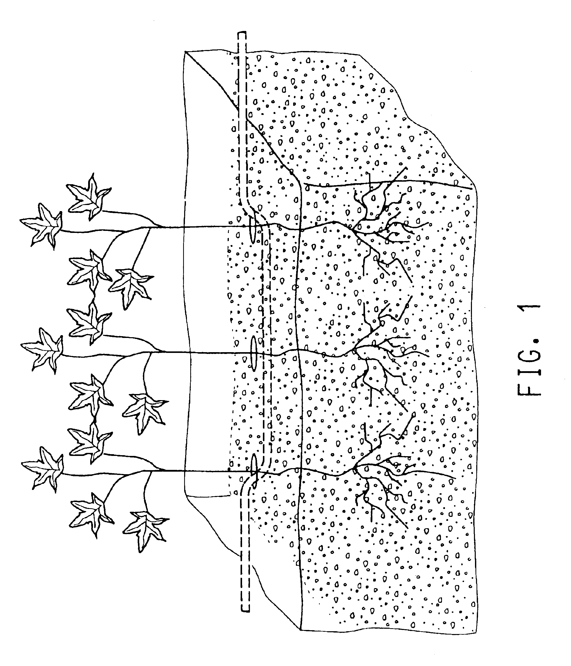 Water purification apparatus