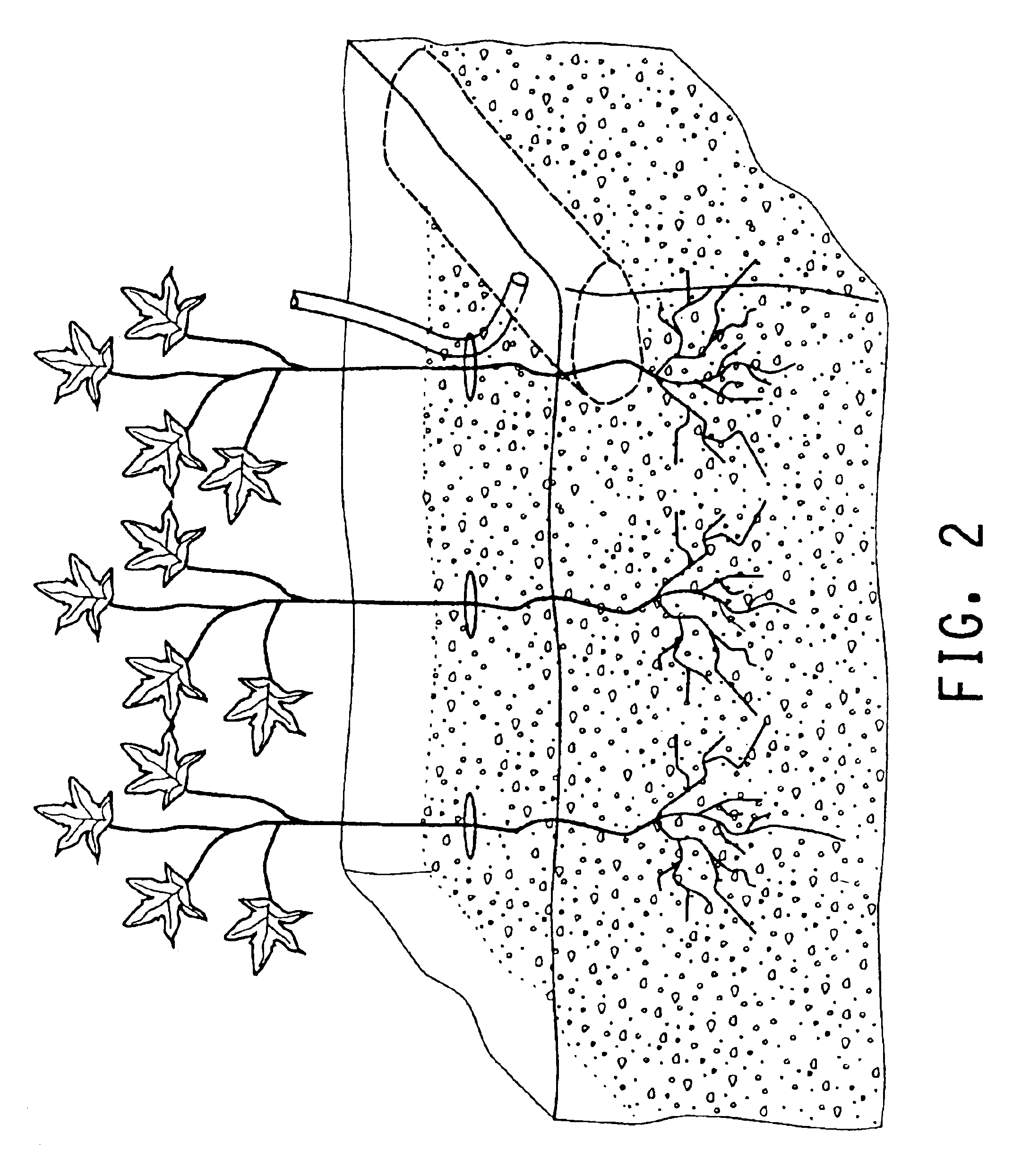 Water purification apparatus