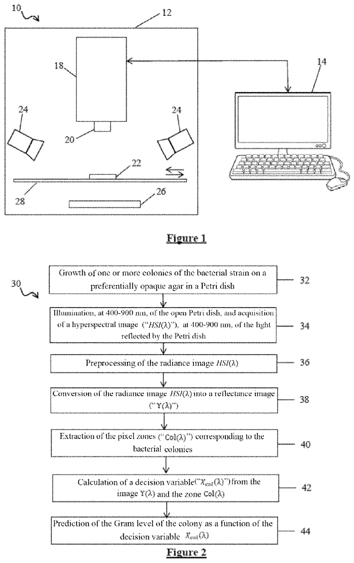 Process and system for identifying the gram type of a bacterium